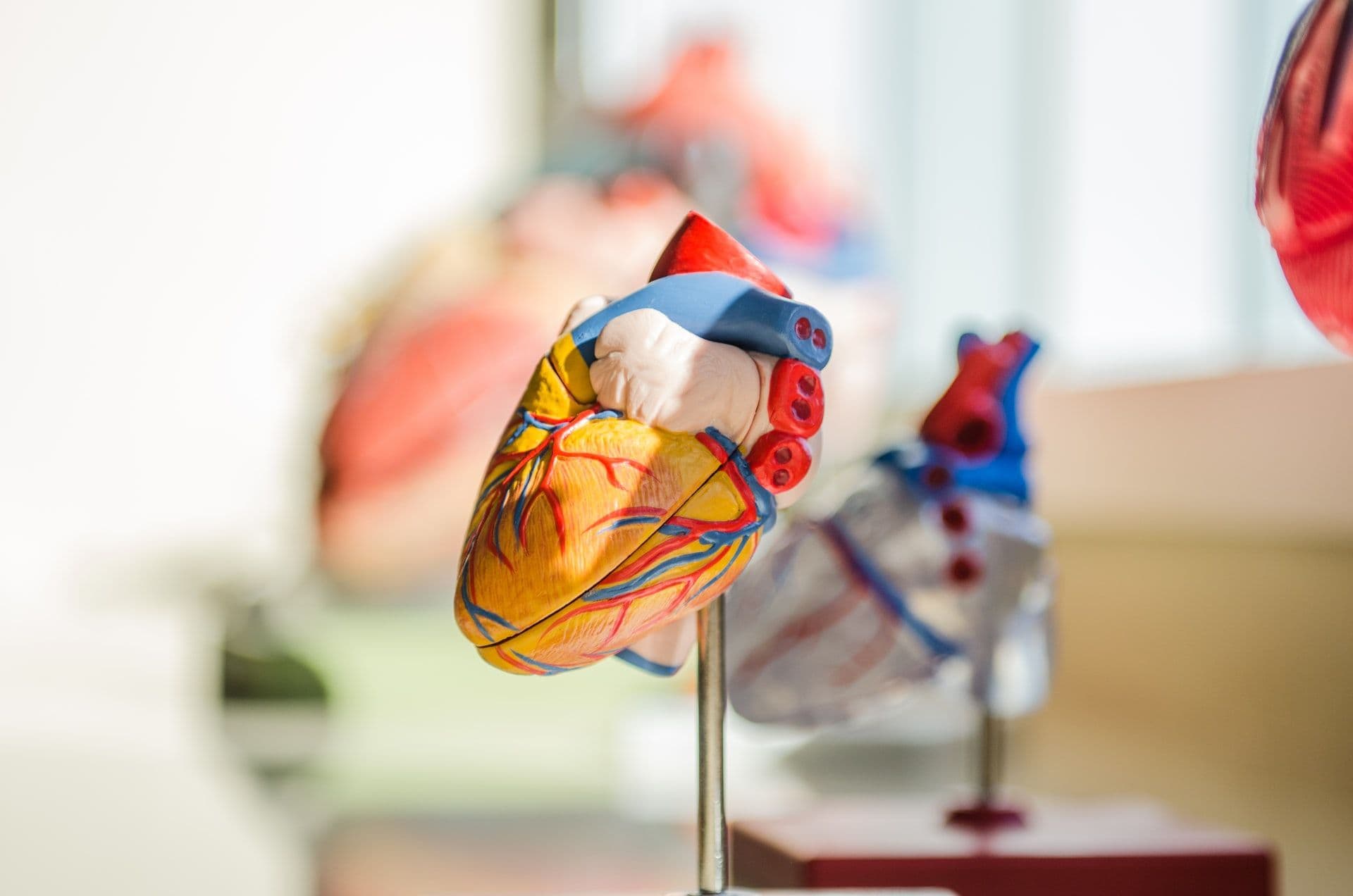 All About Cardiac Electrophysiologists in New York